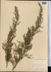 Artemisia abrotanum L., Middle Asia, Northern & Central Kazakhstan (M10) (Kazakhstan)