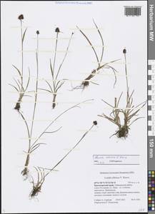 Luzula multiflora subsp. sibirica V. I. Krecz., Siberia, Central Siberia (S3) (Russia)