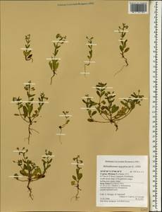 Helianthemum aegyptiacum (L.) Miller, South Asia, South Asia (Asia outside ex-Soviet states and Mongolia) (ASIA) (Cyprus)