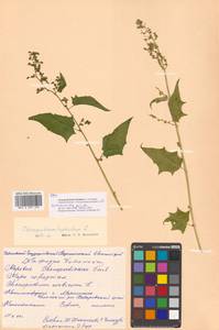 Chenopodiastrum hybridum (L.) S. Fuentes, Uotila & Borsch, Siberia, Russian Far East (S6) (Russia)