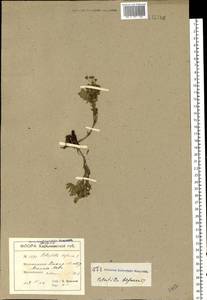 Sibbaldianthe bifurca (L.) Kurtto & T. Erikss., Eastern Europe, South Ukrainian region (E12) (Ukraine)