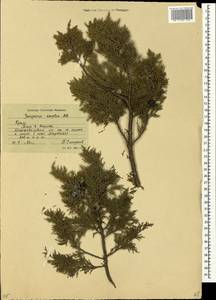 Juniperus excelsa M.Bieb., Crimea (KRYM) (Russia)