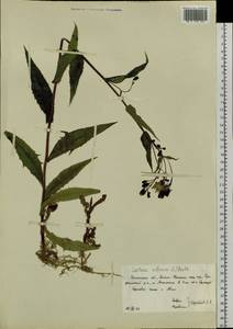 Lactuca sibirica (L.) Maxim., Siberia, Western Siberia (S1) (Russia)