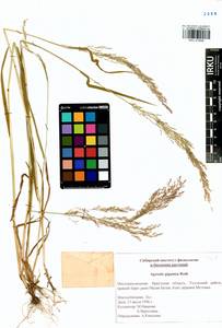 Agrostis gigantea Roth, Siberia, Baikal & Transbaikal region (S4) (Russia)