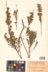 Spiraea crenata L., Eastern Europe, Eastern region (E10) (Russia)