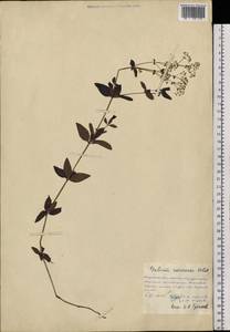 Galium amurense Pobed., Siberia, Russian Far East (S6) (Russia)