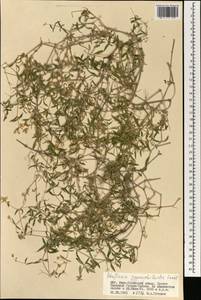 Mesostemma gypsophiloides (Fenzl) M. T. Sharples & E. A. Tripp, Mongolia (MONG) (Mongolia)