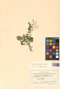 Cardamine scutata Thunb., Siberia, Russian Far East (S6) (Russia)