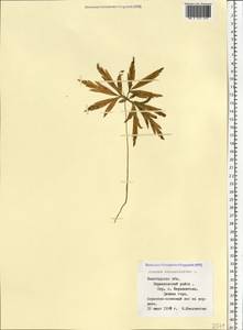 Anemone ranunculoides L., Eastern Europe, Northern region (E1) (Russia)
