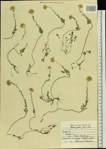 Alyssum gmelinii Jord. & Fourr., Eastern Europe, Central forest-and-steppe region (E6) (Russia)