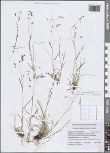 Poa paucispicula Scribn. & Merr., Siberia, Baikal & Transbaikal region (S4) (Russia)