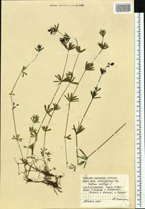 Galium mollugo L., Eastern Europe, Northern region (E1) (Russia)
