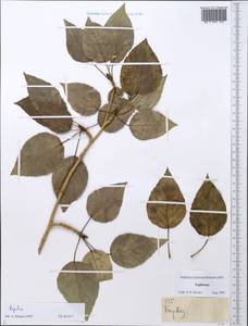 Populus, Middle Asia, Pamir & Pamiro-Alai (M2) (Tajikistan)