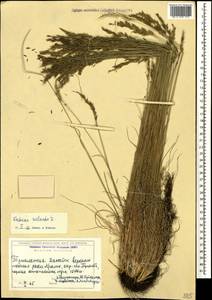 Festuca valesiaca Schleich. ex Gaudin, Caucasus, Georgia (K4) (Georgia)