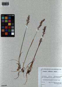 Trisetum altaicum Roshev., Siberia, Altai & Sayany Mountains (S2) (Russia)