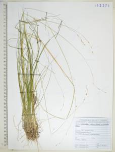 Schizachne purpurascens subsp. callosa (Turcz. ex Griseb.) T.Koyama & Kawano, Siberia, Russian Far East (S6) (Russia)
