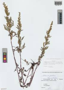 Artemisia gmelinii Weber ex Stechm., Siberia, Altai & Sayany Mountains (S2) (Russia)