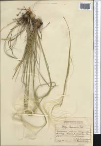 Stipa pennata L., Middle Asia, Dzungarian Alatau & Tarbagatai (M5) (Kazakhstan)