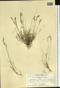 Poa tolmatchewii Roshev., Siberia, Central Siberia (S3) (Russia)