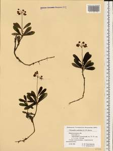 Chimaphila umbellata (L.) W. P. C. Barton, Eastern Europe, Volga-Kama region (E7) (Russia)