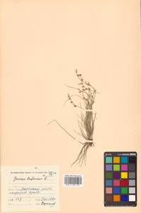 Juncus bufonius L., Siberia, Russian Far East (S6) (Russia)