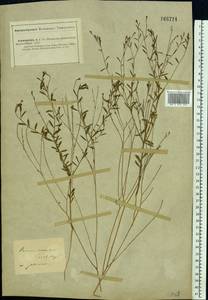 Diarthron vesiculosum (Fisch. & C. A. Mey.) C. A. Mey., Middle Asia, Caspian Ustyurt & Northern Aralia (M8) (Kazakhstan)