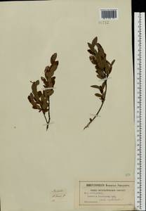 Salix myrtilloides L., Eastern Europe, Central region (E4) (Russia)