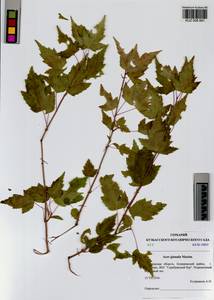 Acer tataricum subsp. ginnala (Maxim.) Wesm., Siberia, Altai & Sayany Mountains (S2) (Russia)
