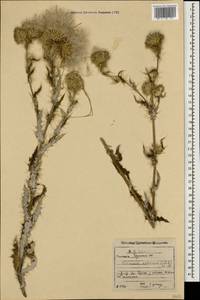 Cirsium echinus (M. Bieb.) Hand.-Mazz., Caucasus, Georgia (K4) (Georgia)