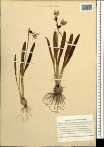 Galanthus transcaucasicus Fomin, Caucasus, Azerbaijan (K6) (Azerbaijan)