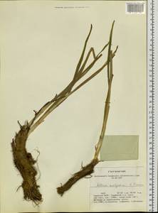 Allium malyschevii N.Friesen, Siberia, Altai & Sayany Mountains (S2) (Russia)
