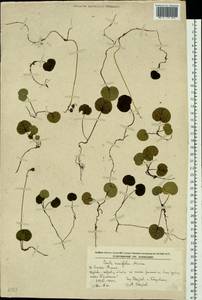 Pyrola renifolia Maxim., Siberia, Russian Far East (S6) (Russia)