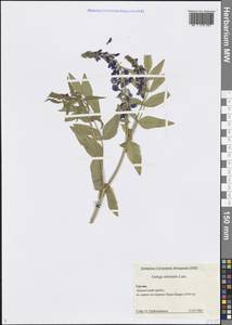 Galega orientalis Lam., Caucasus, Georgia (K4) (Georgia)