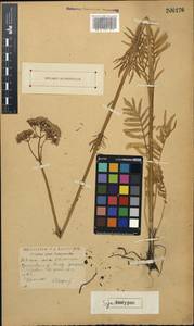 Valeriana rossica P. A. Smirn., Eastern Europe, Moscow region (E4a) (Russia)