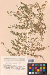 Cerastium arvense L., Eastern Europe, Western region (E3) (Russia)