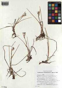 Scheuchzeria palustris L., Siberia, Altai & Sayany Mountains (S2) (Russia)