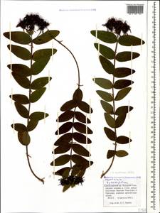 Hypericum xylosteifolium (Spach) Robson, Caucasus, Black Sea Shore (from Novorossiysk to Adler) (K3) (Russia)