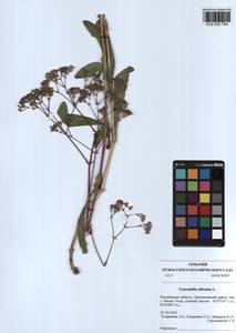 Gypsophila altissima L., Siberia, Altai & Sayany Mountains (S2) (Russia)