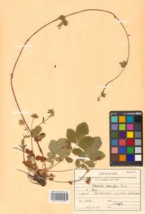 Potentilla stolonifera Lehm. ex Ledeb., Siberia, Russian Far East (S6) (Russia)
