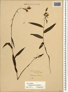 Cephalanthera rubra (L.) Rich., Caucasus, Stavropol Krai, Karachay-Cherkessia & Kabardino-Balkaria (K1b) (Russia)