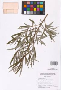Salix viminalis L., Eastern Europe, Central region (E4) (Russia)