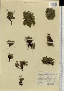 Eritrichium nanum var. chamissonis (DC.) Herder, Siberia, Chukotka & Kamchatka (S7) (Russia)