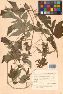 Ampelopsis japonica (Thunb.) Makino, Siberia, Russian Far East (S6) (Russia)