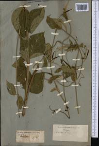 Vincetoxicum nigrum (L.) Moench, Western Europe (EUR) (Not classified)