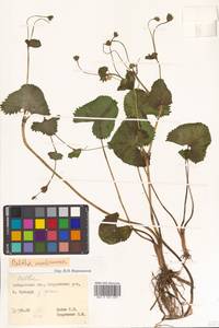 Caltha palustris var. radicans (T. F. Forst.) Beck, Siberia, Russian Far East (S6) (Russia)