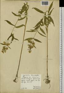 Lysimachia davurica Ledeb., Siberia, Russian Far East (S6) (Russia)