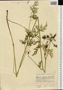 Thysselinum palustre (L.) Hoffm., Eastern Europe, Eastern region (E10) (Russia)