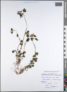 Lamium purpureum L., Caucasus, Black Sea Shore (from Novorossiysk to Adler) (K3) (Russia)