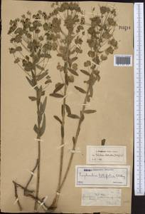Euphorbia latifolia Ledeb., Middle Asia, Northern & Central Tian Shan (M4) (Kazakhstan)