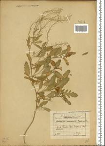 Rorippa × armoracioides (Tausch) Fuss, Eastern Europe, Central forest-and-steppe region (E6) (Russia)